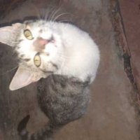 cutecatty