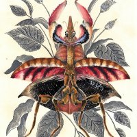 MissMantis