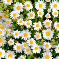 Daisy