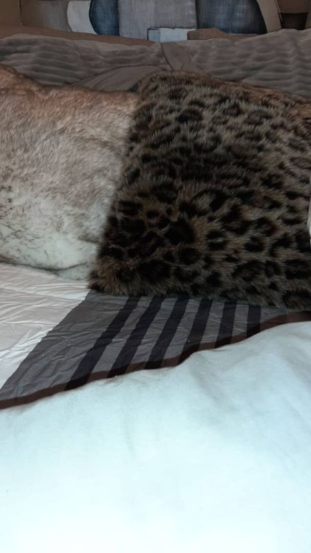 zrzbxuzoamozmailcomsmith_